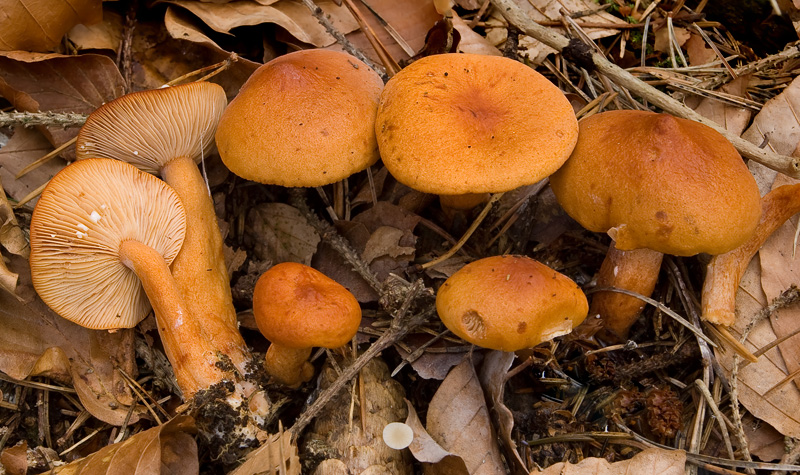 Lactarius mitissimus